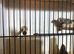 2x normal cock birds