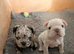 French bulldog puppies