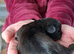 7 Beautiful Shih Tzu Puppies