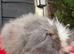 Beautiful teddywidder girl