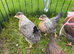 Cream legbar pullets