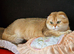 Neutered adult female