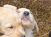 Pure Labradors ready now.