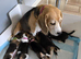 Beagle Puppies Ready for Love!!