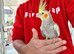 Super silly hand tamed baby cockatiels
