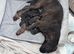 Pedigree Boxer Puppies looking for their forever homes