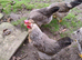 Chickens Fertile Hatching Eggs Cream Legbars and Silver Lavender Marans