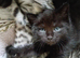 Kittens looking for a loving home in Liskeard Cornwall