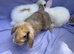 Mini lop babies for sale