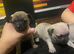 Beautiful grey Chihuahua puppies