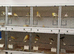 Canaries