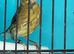 Young canaries