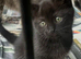Beautiful rag doll cross kittens