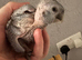 4 baby Hahns macaw hand reared