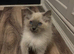 Ragdolls