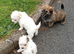 RUDUCED TO £900ovnoLast 2 boys remaining ️AMAZING full breed Havanese puppies