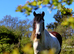 Stunning fresian x cob for sale