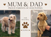 F1B Mini Goldendoodles (3 girls and 4 boys)