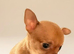 Tiny Chihuahua Puppies