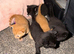 2 x male kittens