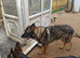 Beautiful German shepard pups