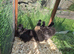 Chicks/ growers different breeds