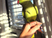 Baby Green Ringneck Talking Parrot