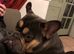 Loving & Affectionate Frenchie x Old English Bulldog Looking for His Forever Home ️