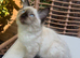 Ragdoll kittens for sale