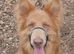 Isabella stud dog , long hair straight back German Shepherd