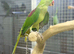 Alexenderian parrot