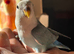 Baby lovebird
