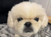Top quality white male Pekingese