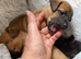 Rare colour / Merle Jack Russell Pups ( Wenlock) DNA Health Clear Stud