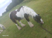 Handsome 13'3 Cob Gelding for rising share/loan
