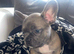 French bull dog