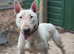 bull terrier male
