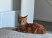 Adorable mixed breed kittens