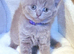 Beautiful British Shorthair Kittens- Ready to Reserve