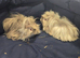 Baby Guinea-pigs ONLY BOYS LEFT
