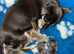 Jackawawa Puppies