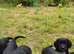 Cocker Spaniel x Collie Puppies