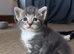 Kittens looking for new homes