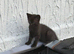 Beautiful kittens ready now