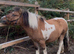 Beautiful dun and white gelding
