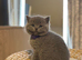 Gorgeous British Shorthair kittens