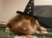 Male rabbit