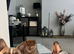 French bull dog (male 2 years old)