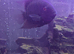7-8 inch green banded severum