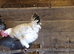Lovely 6 month old light sussex Cockerell